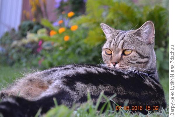 "Я кош! Вся такая загадочная! Потому что в родне у меня имеются тигры и пантеры!!"