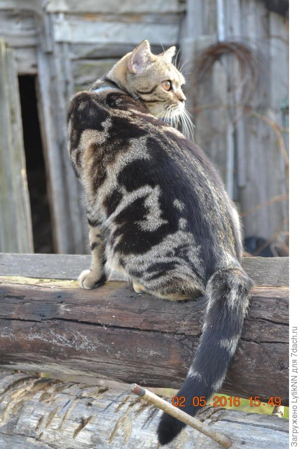 "Кто это там? Мышки?! Наверное вкусные очень!"