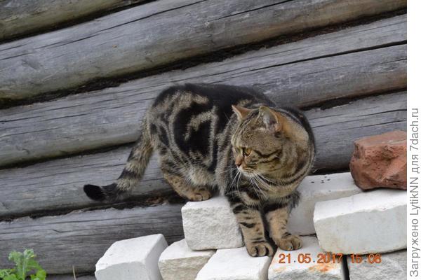 Берегитесь, мышки! Я иду!