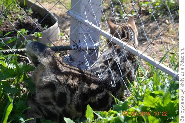 У соседа мышки вкуснее