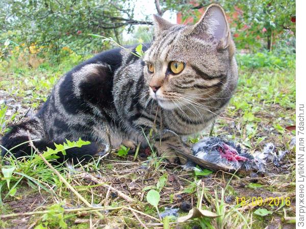 Птичку жалко