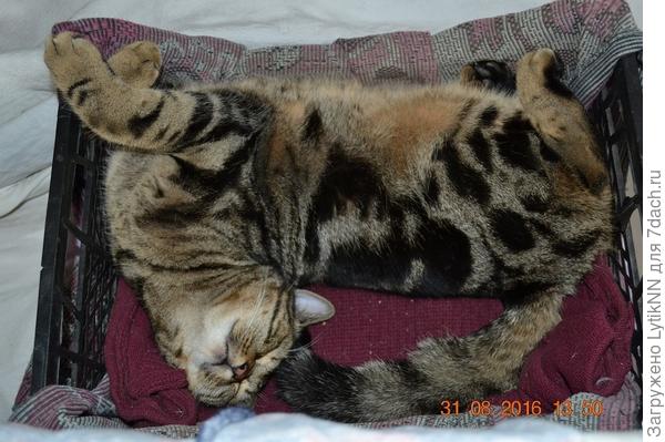 Отдых после ночной охоты