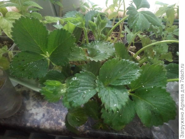 В этом горшочке пять корешков