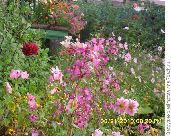 Цветы были везде и всюду. Думала так будет всегда