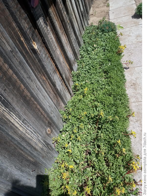 Тоже суккуленты
