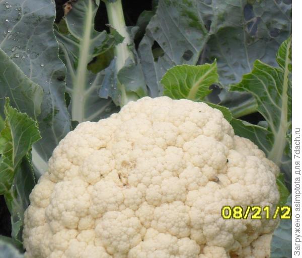 Цветная капуста на песке растет плохо. У меня росла)))