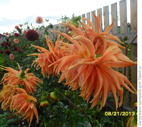 Моя любовь - георгины! Теперь вся коллекция погибла