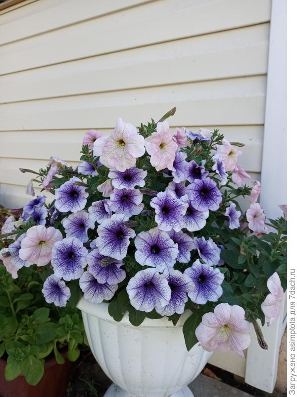 В начале мая высадила в кашпо, и таскалась с ними как с писаной торбой. Солнце - на улицу, захолодало - в теплицу!