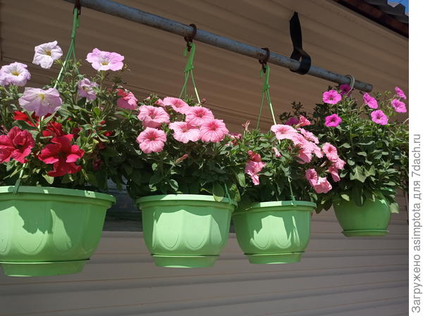 Это начало июня, вынесла из теплицы насовсем