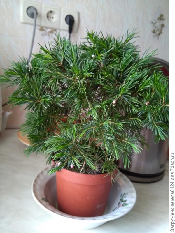 Вот ещё доп фото сделала...