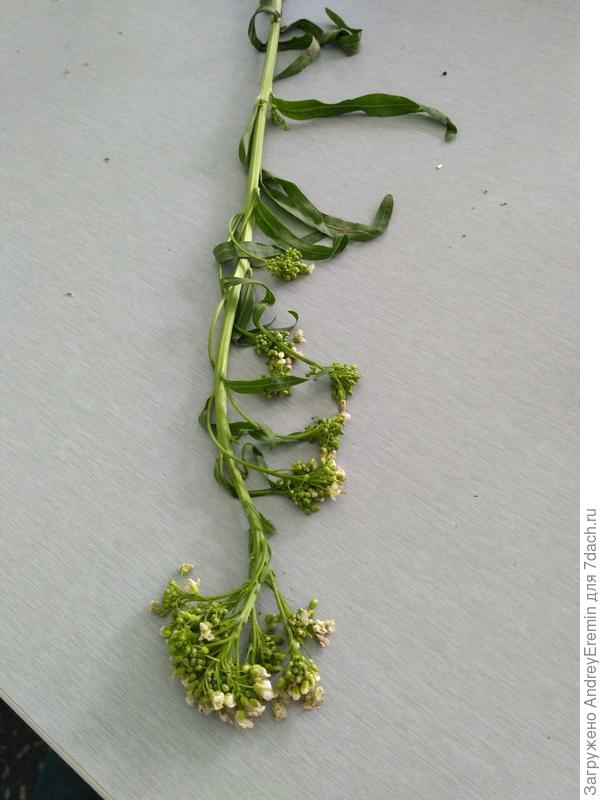 Подскажите пожалуйста что за растение