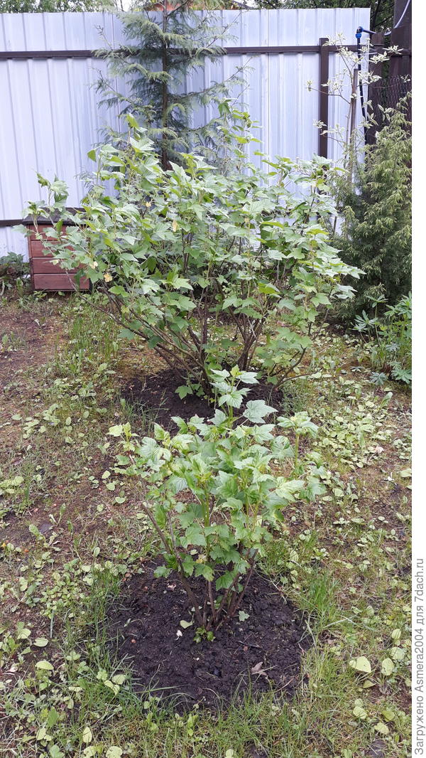 Вот мои два кустика