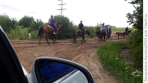 Ой, лошадки)