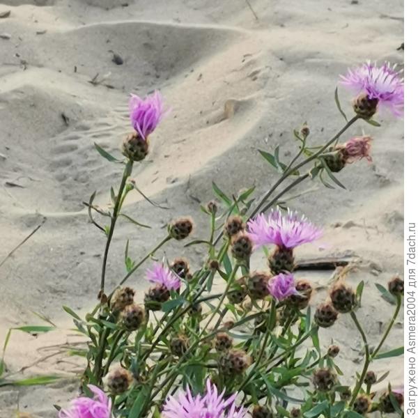 Цветы около пруда