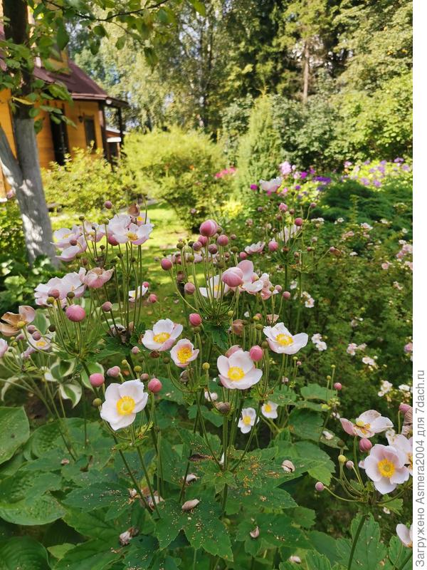 Анемона многолетняя