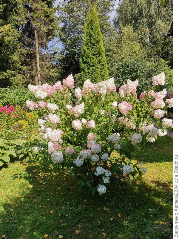 Вокруг гортензия ходим кругами, не переставая восхищаться