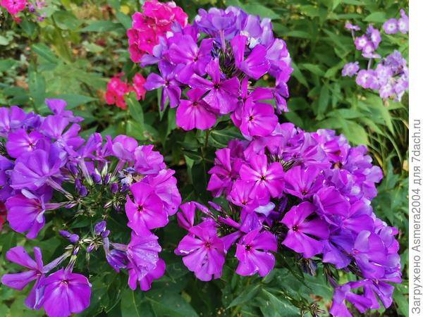 Флоксвы, цветы осент