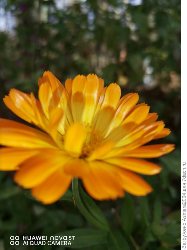 Рыжий, рыжий