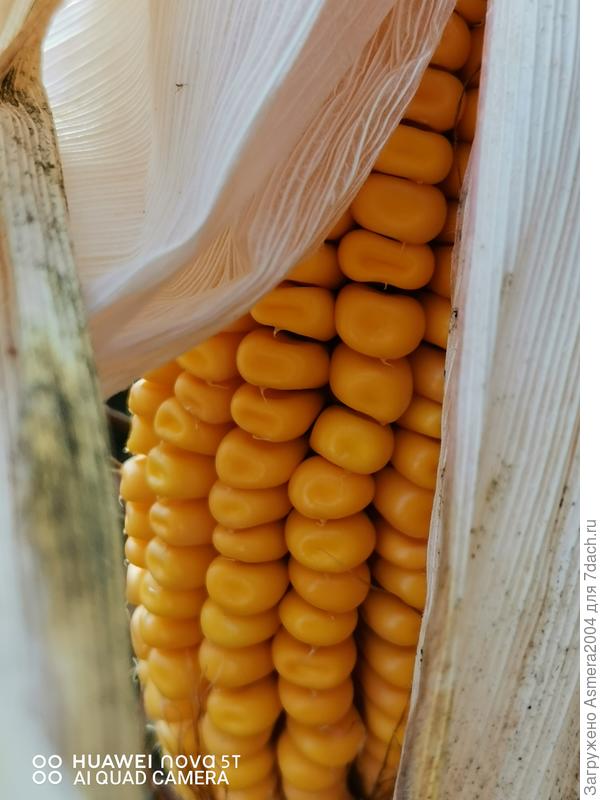 Рыжая кукуруза