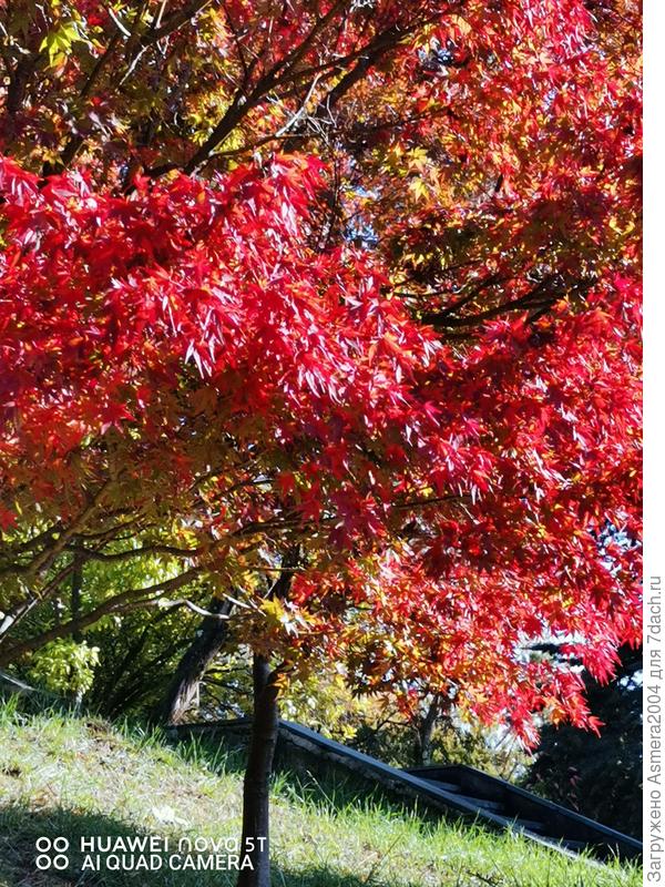 Дендропарк