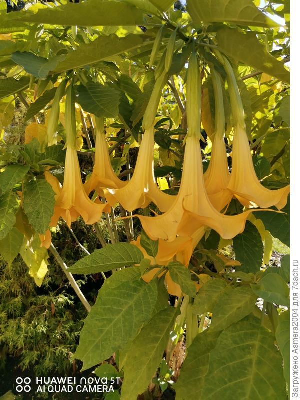 Дендропарк