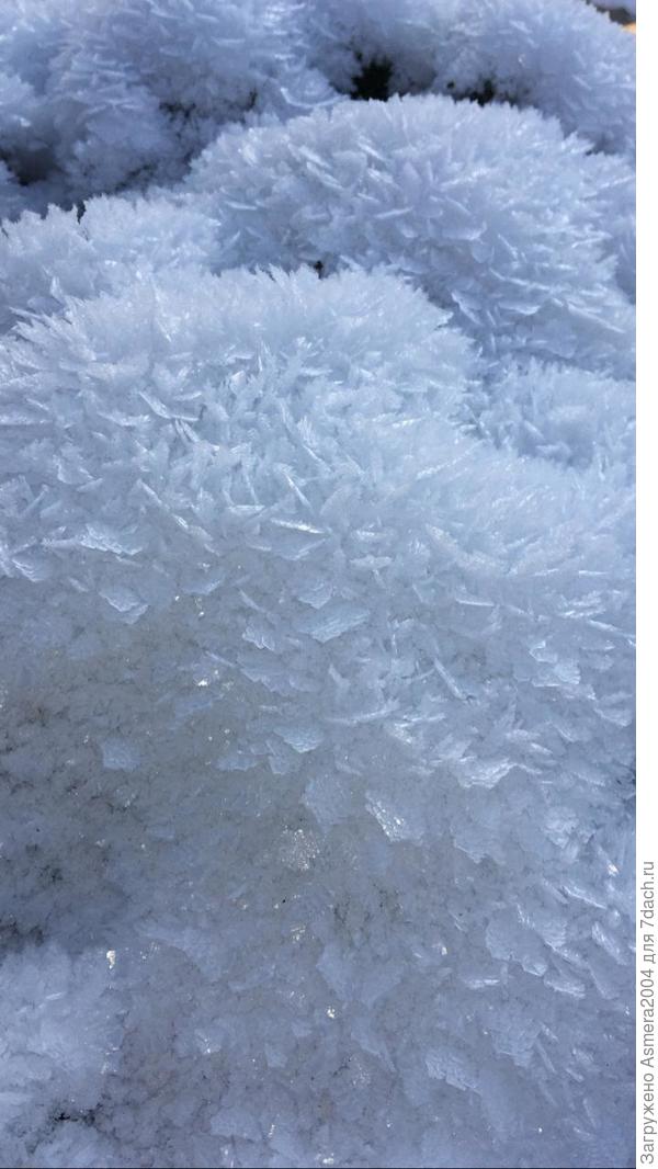 Цветы декабря