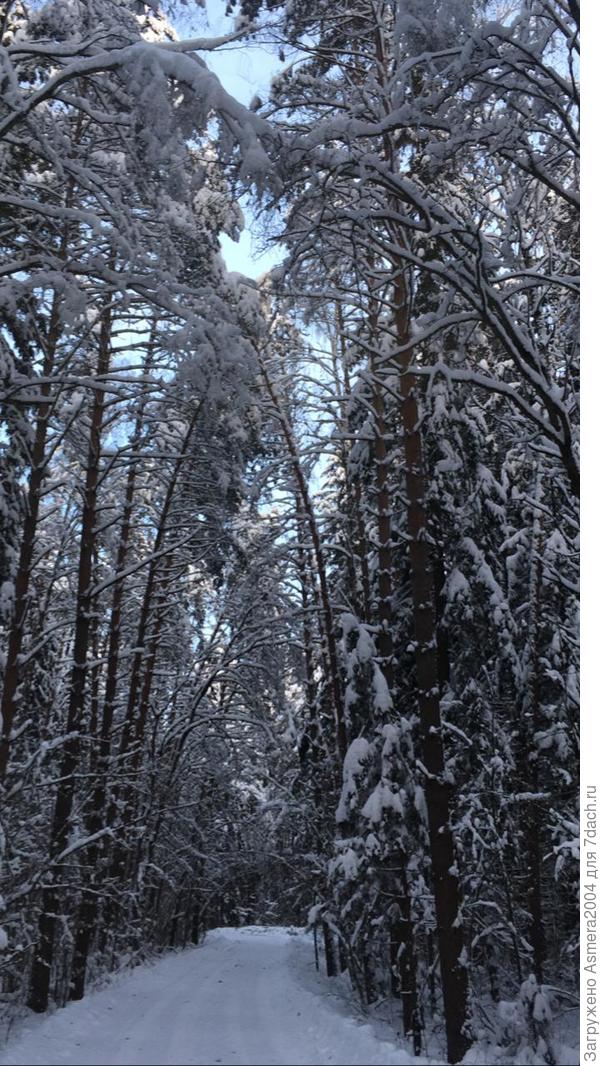 Дорога к магазину в эти дни восхищалась своей необычной красотой и умиротворением