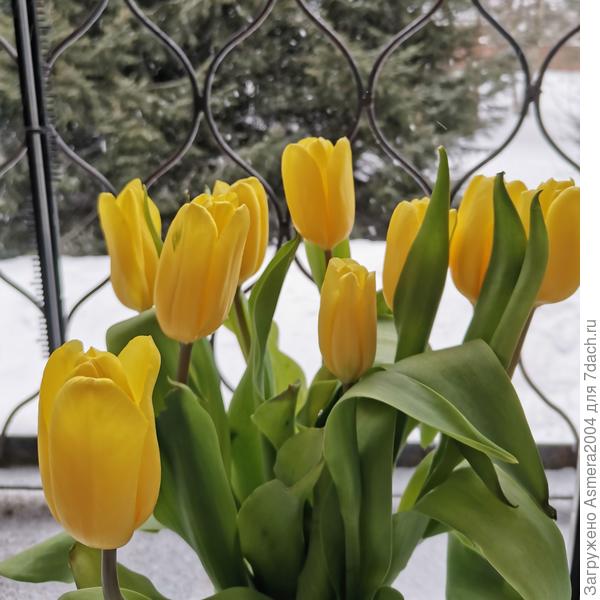 Любимые цветы марта уже в каждом доме