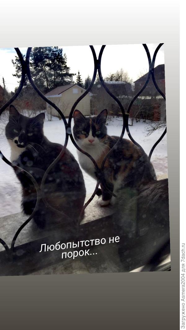 Любопытство