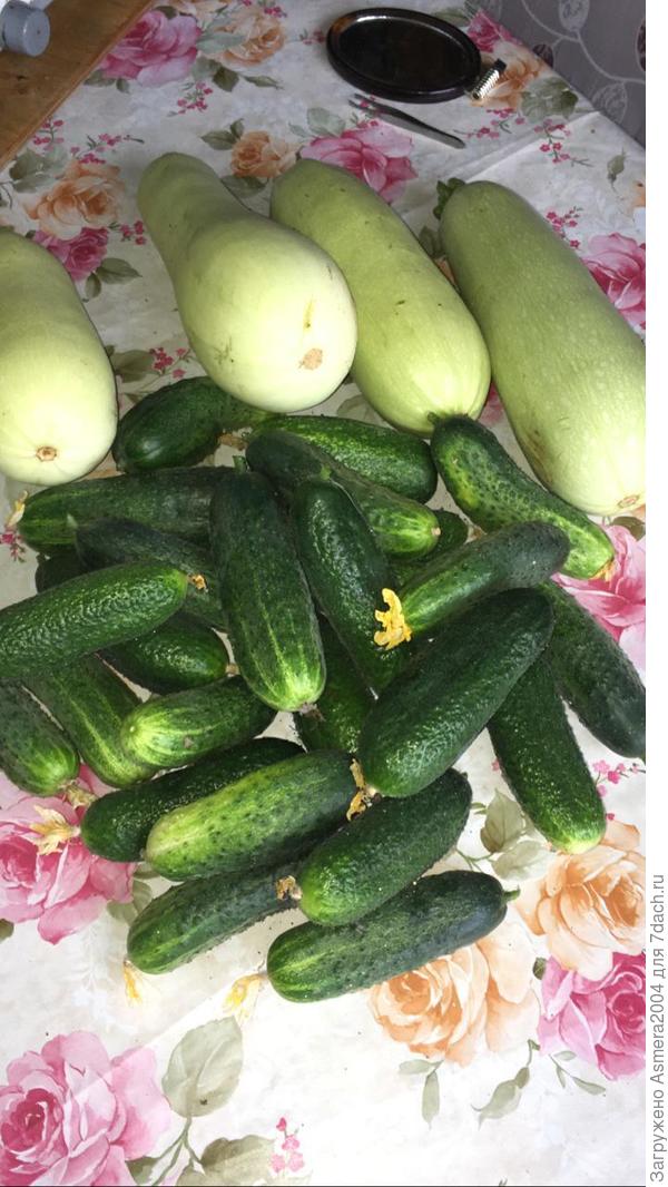 Выращивать овощи