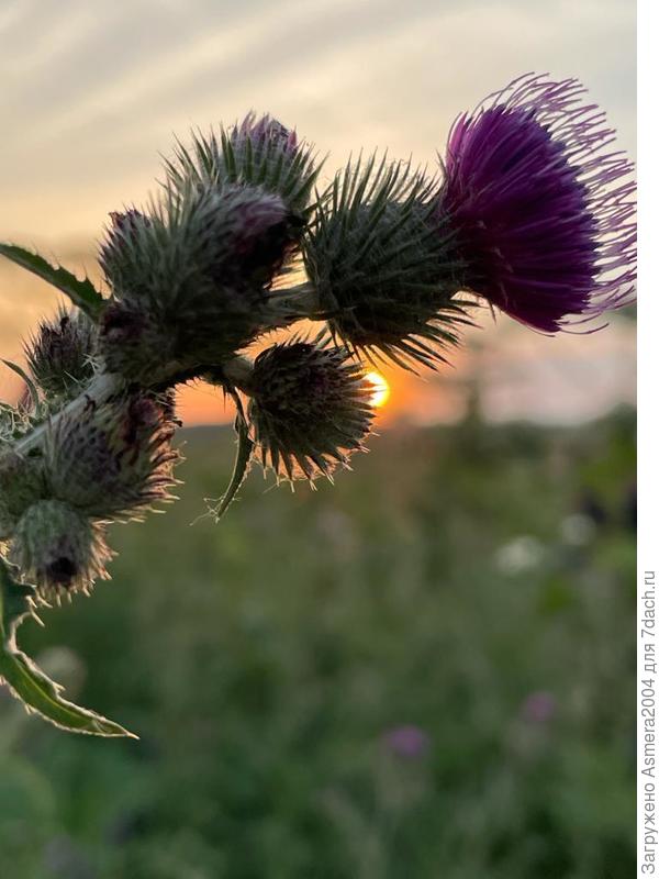 Смотреть, восхишаться простым вещам