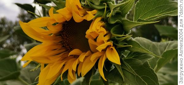 Подсолнечник