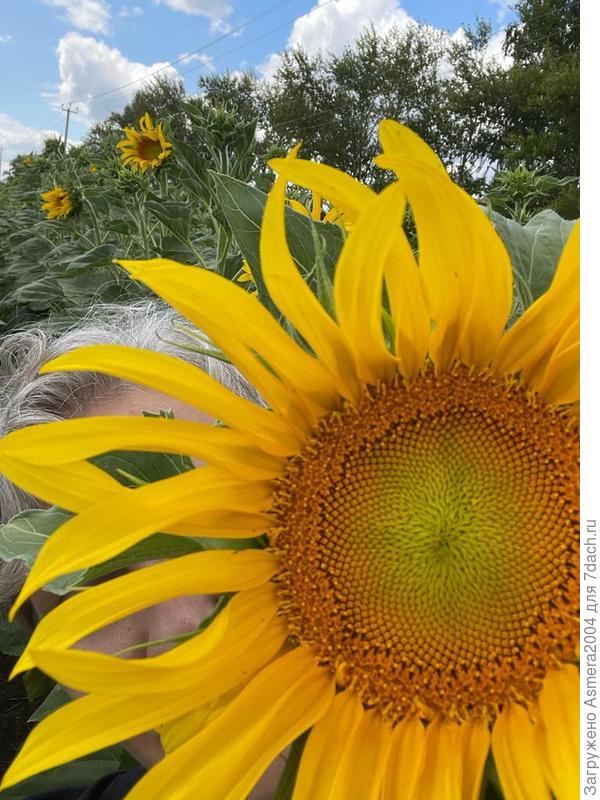 Подсолнечник