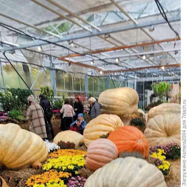 Зал с тыквами