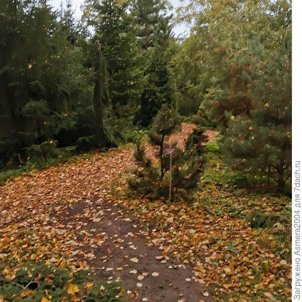 Она в дожде, в тишине