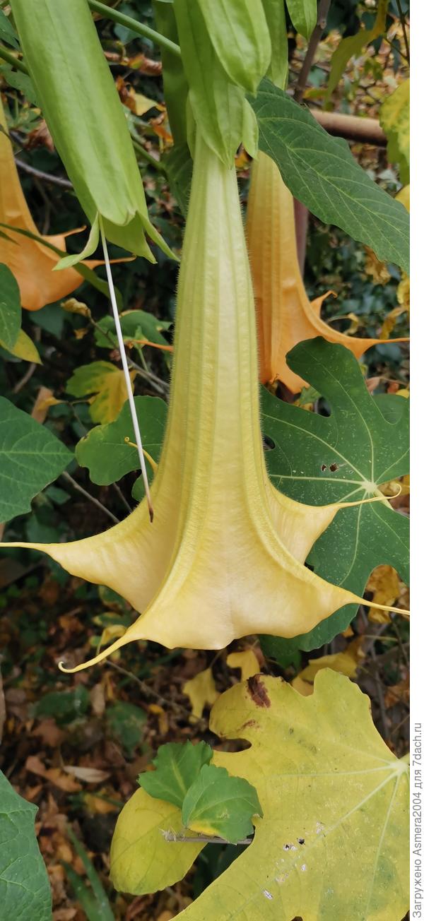 Цветы в саду санатория