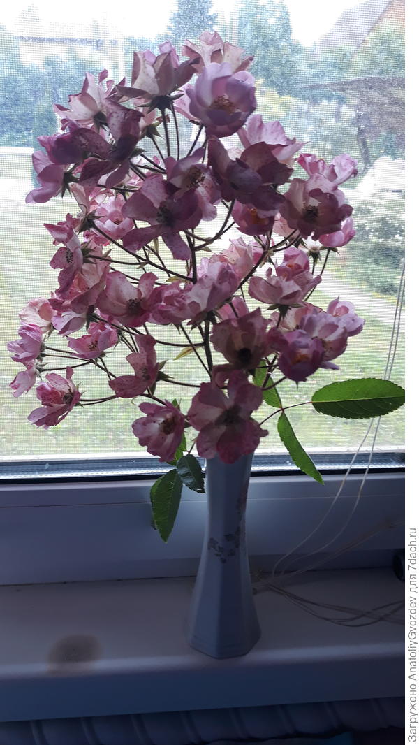 Похожа на сакуру