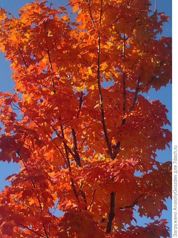 Осень бывает преКРАСНОЙ