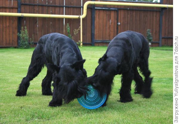 Активные игры с диском на спортивном газоне.