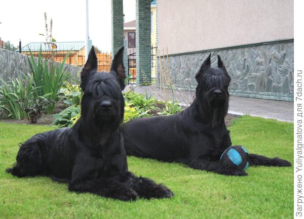 Дамы на фоне клумбы с лилиями и хостами.