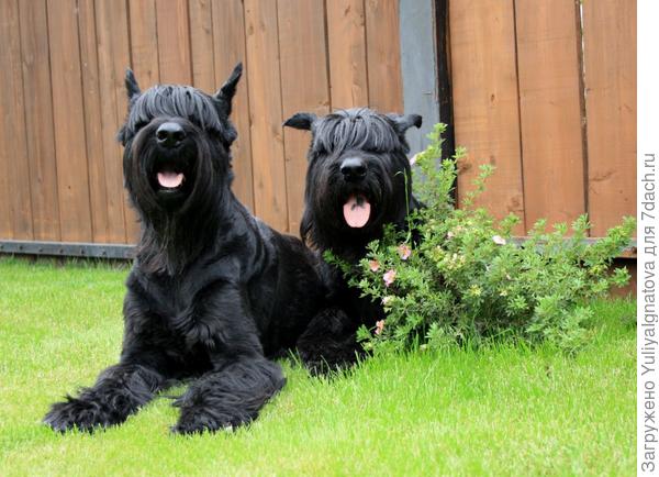 А это многострадальный куст лапчатки, на котором обе собаки почему-то любят лежать.