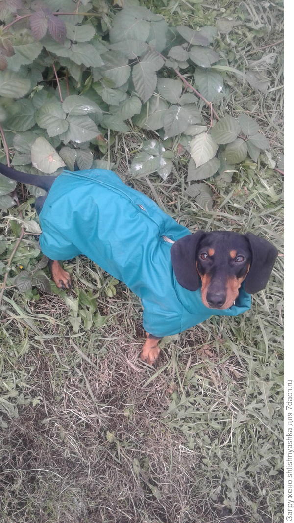 Бегать, прыгать, лаять на птиц это по-нашему!