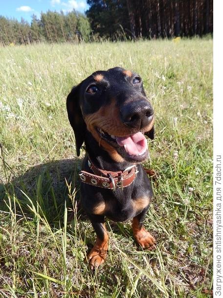 От улыбки хмурый день светлей, на природе с такой веселей!