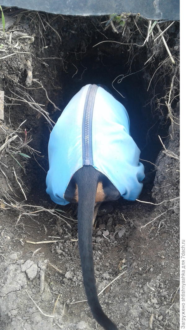 Где-то там пищат грызуны!!! Копать, Копать, Копать!!!