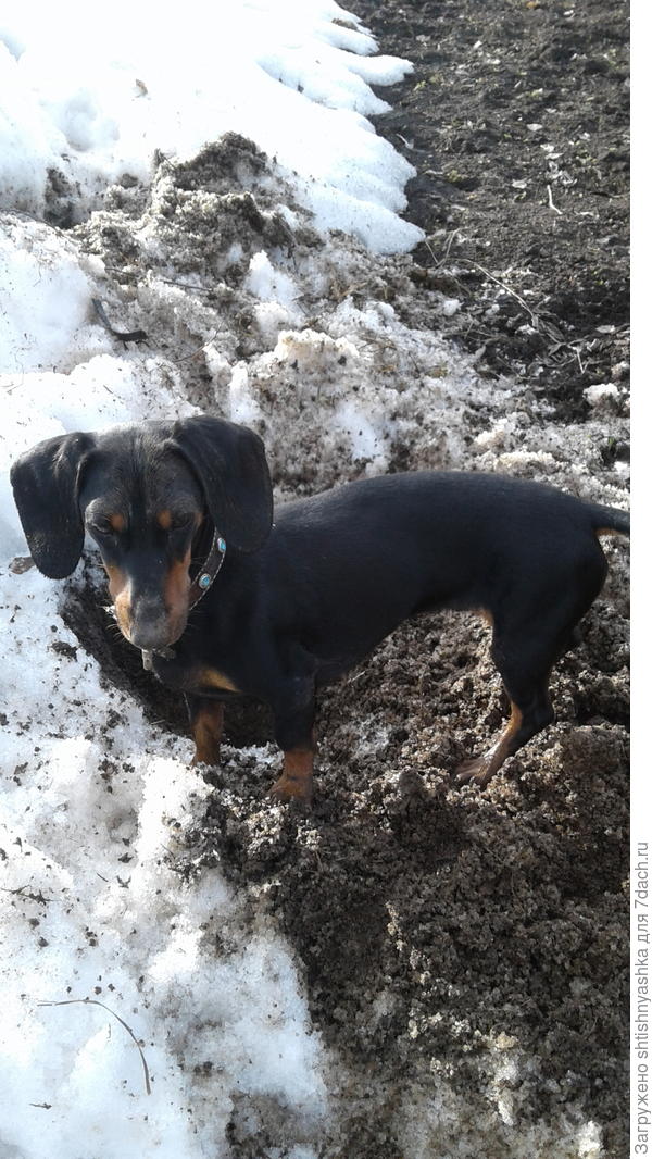 По мышиному следу!!! Такса ловит мышей получше всякой кошки, из-под земли достанет!!!