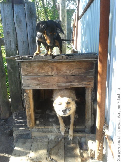 В гостях у деревенской подруги