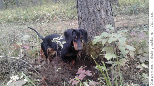 В лесу самые интересные запахи и самые большие деревья...таксеныш любит лес