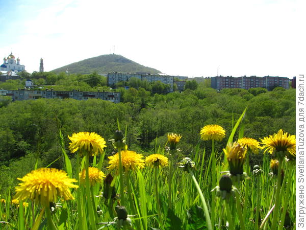 На фоне Авачинской сопки.