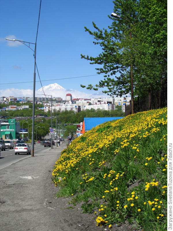 На фоне Авачинского вулкана.