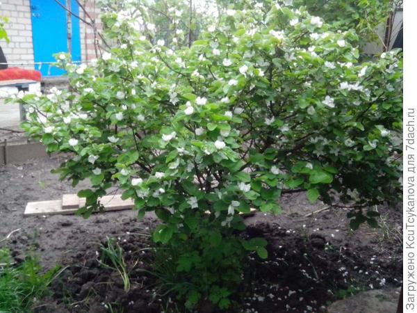 Высотой где-то 100-120 см